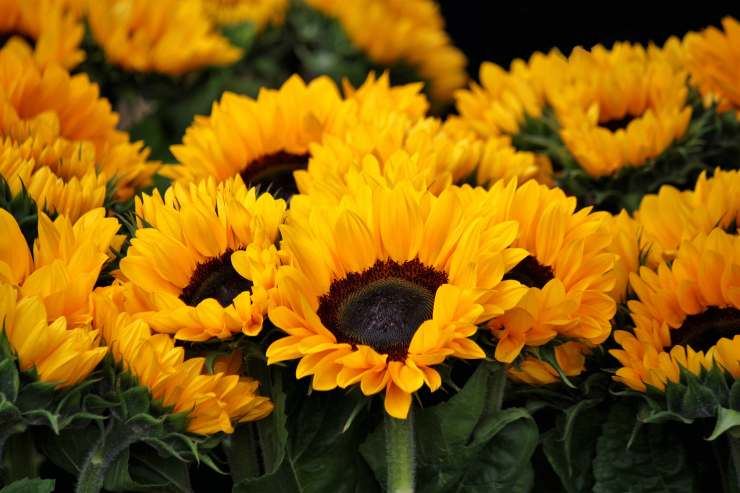 vari girasoli in in primo piano