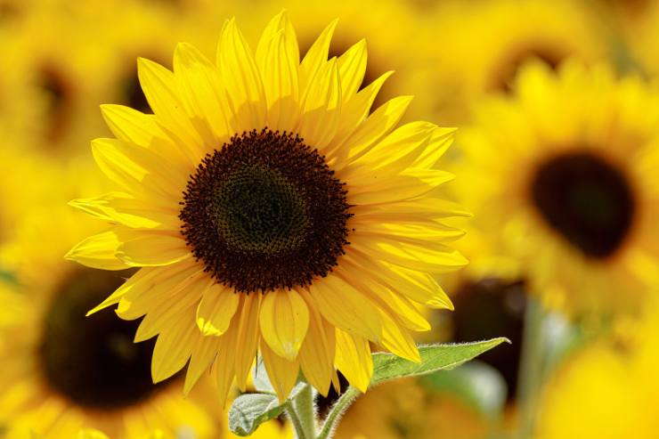 girasole in primo piano